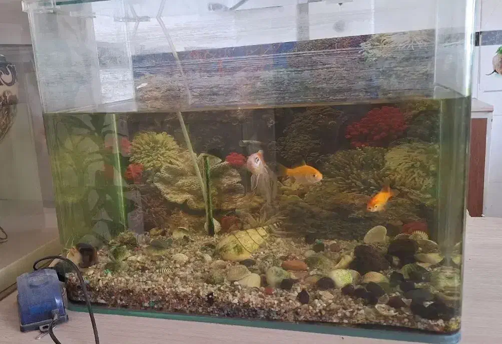 فروش آکواریوم با تمام تجهیزات وماهی|ماهی|آباده, |دیوار