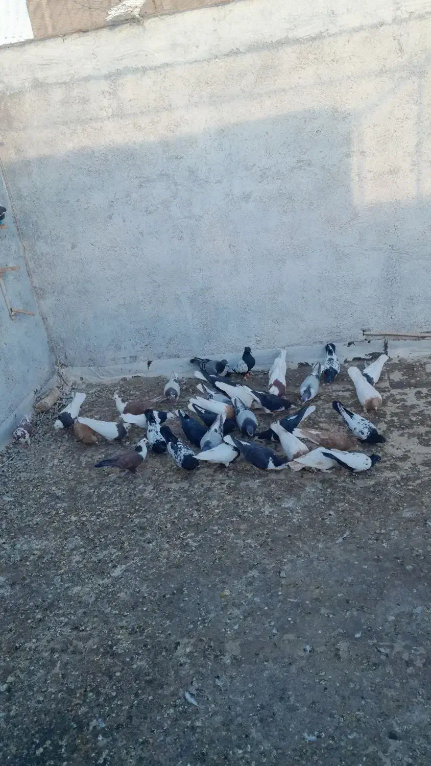 کفتر هوا|پرنده|کاشمر, |دیوار