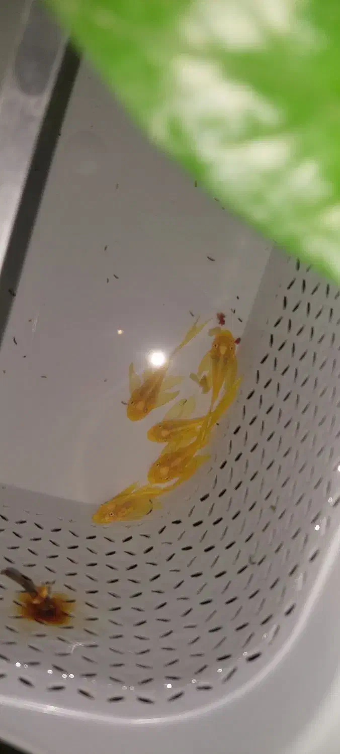 لجنخوار پوزه بوته ای بلوآیز باله بلند|ماهی|تهران, نعمت‌آباد|دیوار