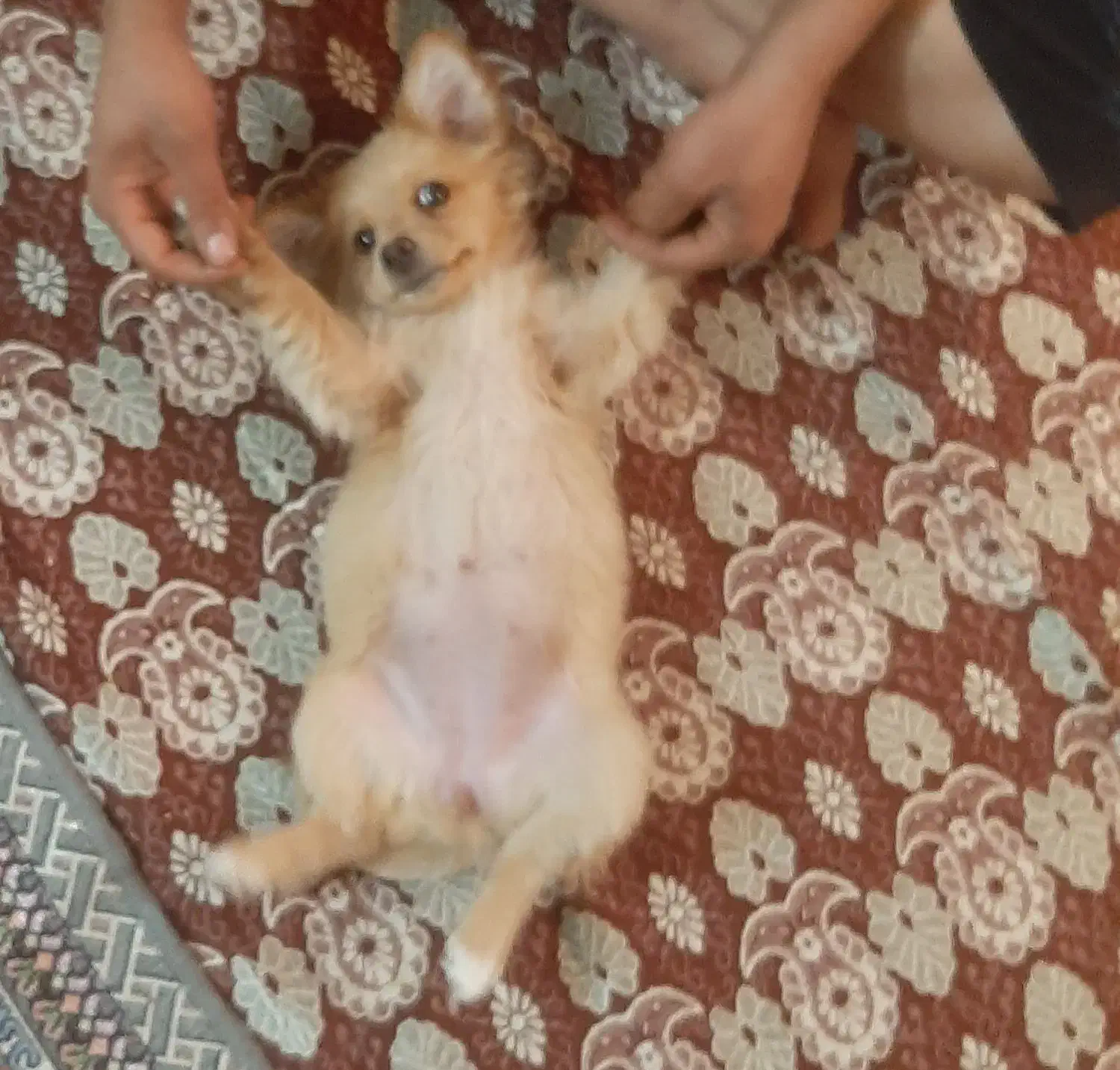 سگ کوچولو|سگ|اصفهان, شهرک امام خمینی|دیوار