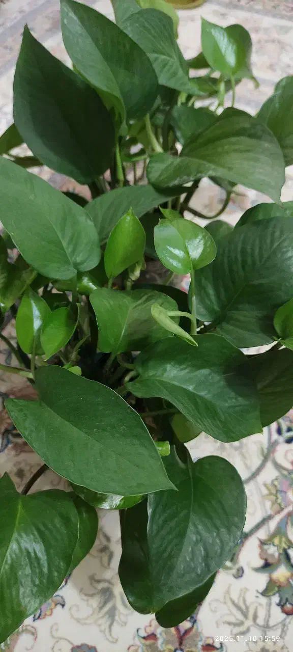 قلمه پتوس|گل و گیاه طبیعی|فولادشهر, B6|دیوار