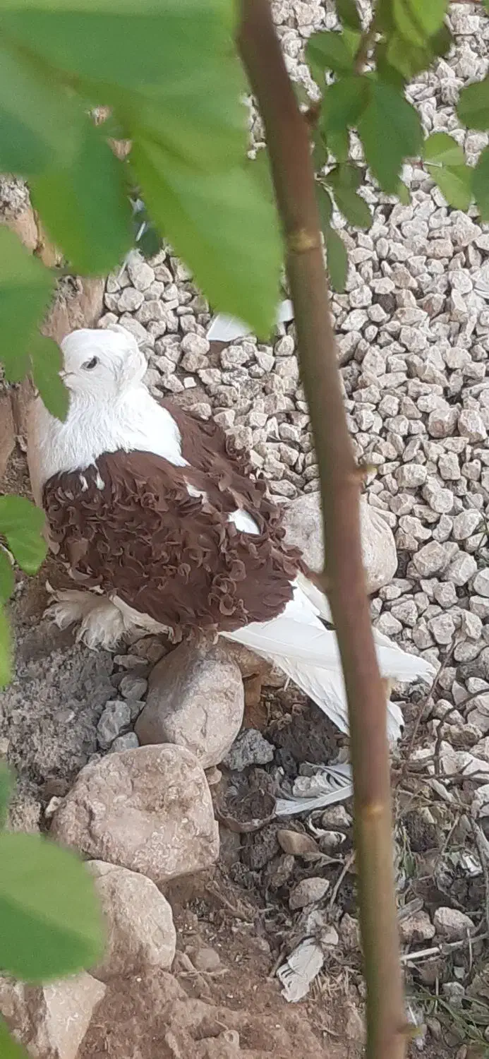 جکسون نر بافر گوسفندی بالا|پرنده|داراب, |دیوار