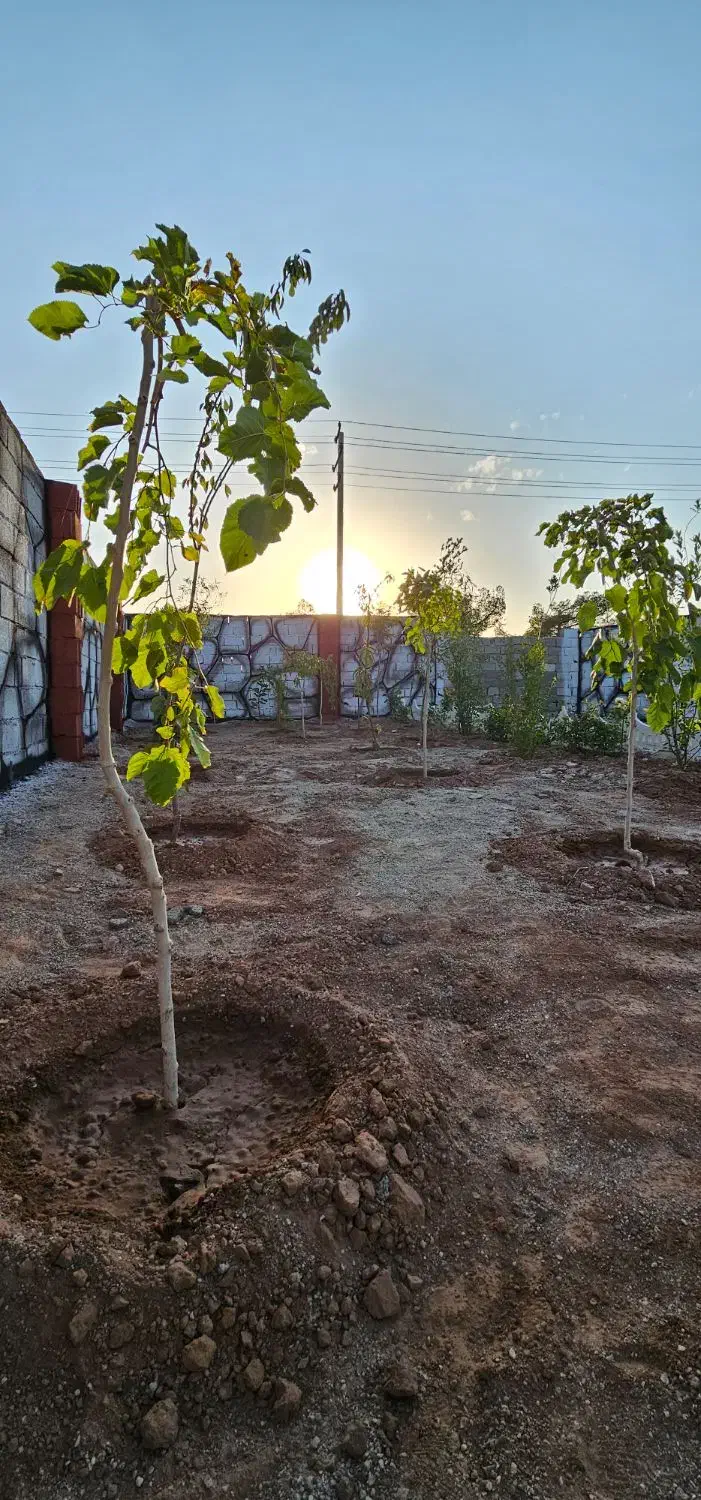 باغچه ۲۵۰ متری سند تک برگ|فروش زمین و ملک کلنگی|تهران, یافت آباد جنوبی|دیوار