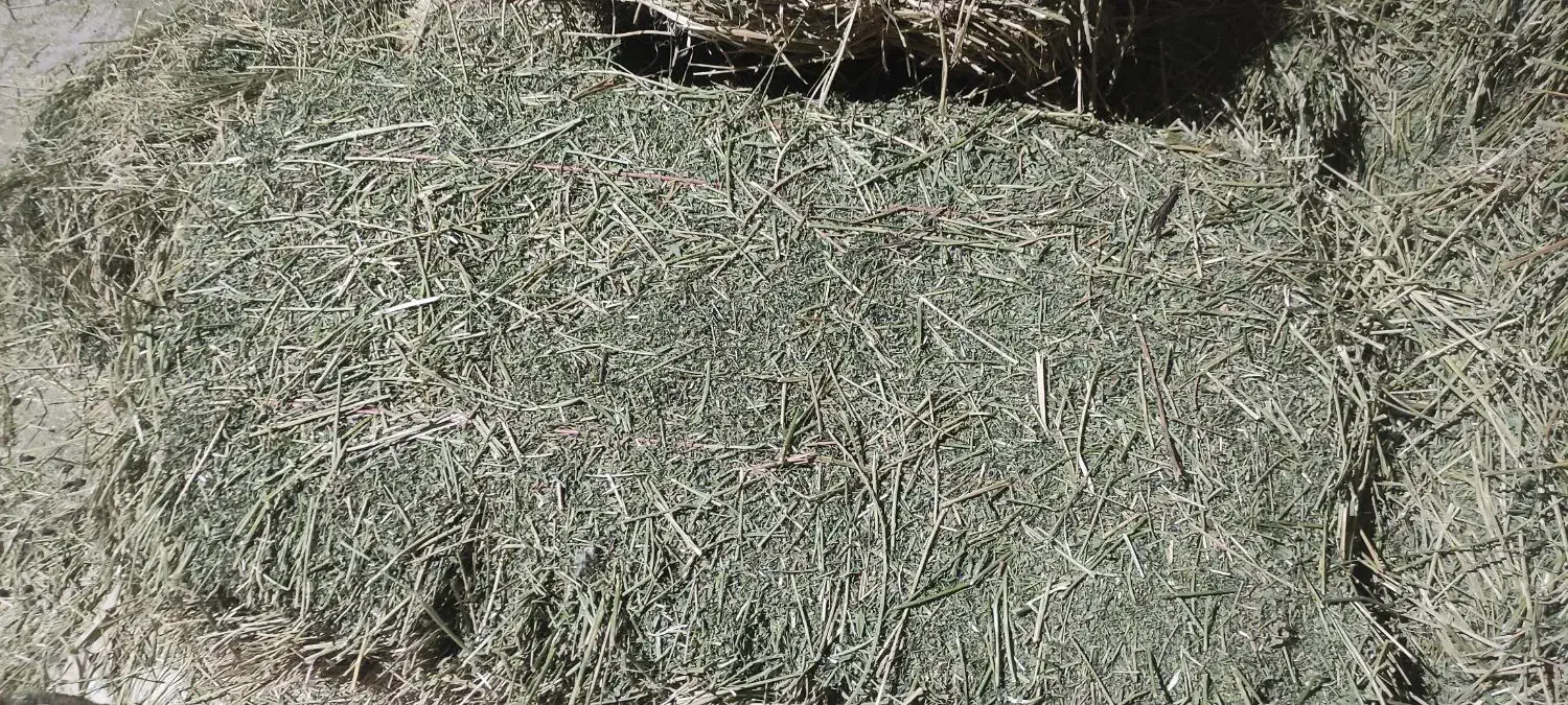 یونجه|حیوانات مزرعه|چگنی, |دیوار