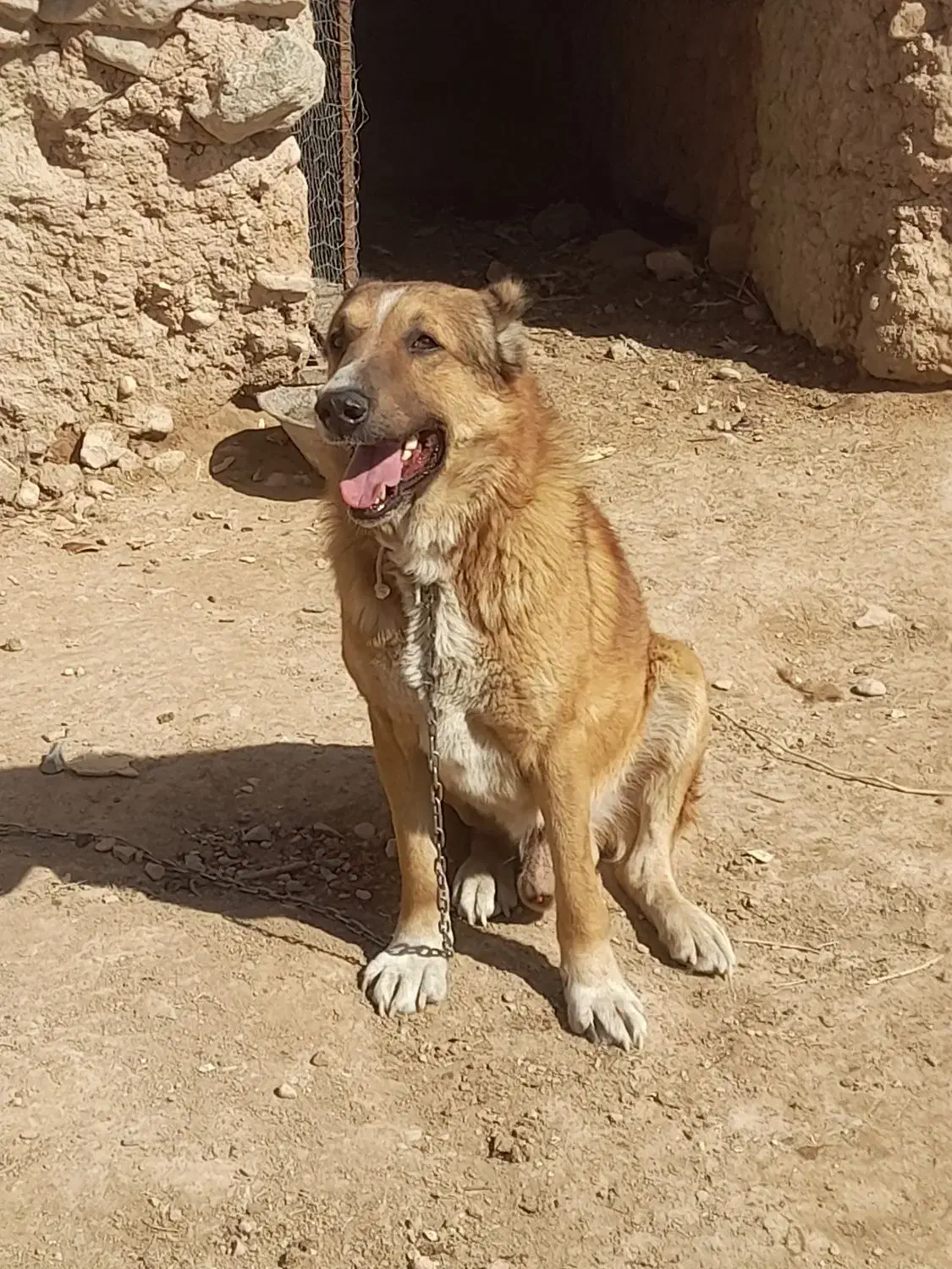 سگ گلگی|سگ|قائن, |دیوار