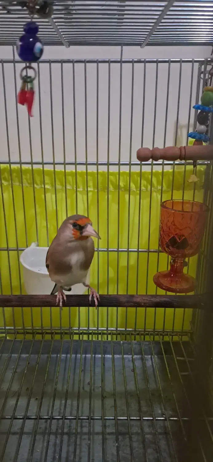 سهره|پرنده|تهران, مشیریه|دیوار