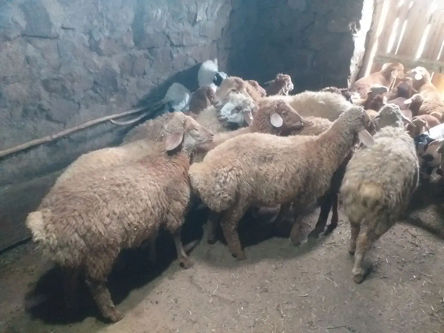 تعداد ۱۲ عدد بره نر برای نگهداری خیلی خوب هستن|حیوانات مزرعه|آبش احمد, |دیوار