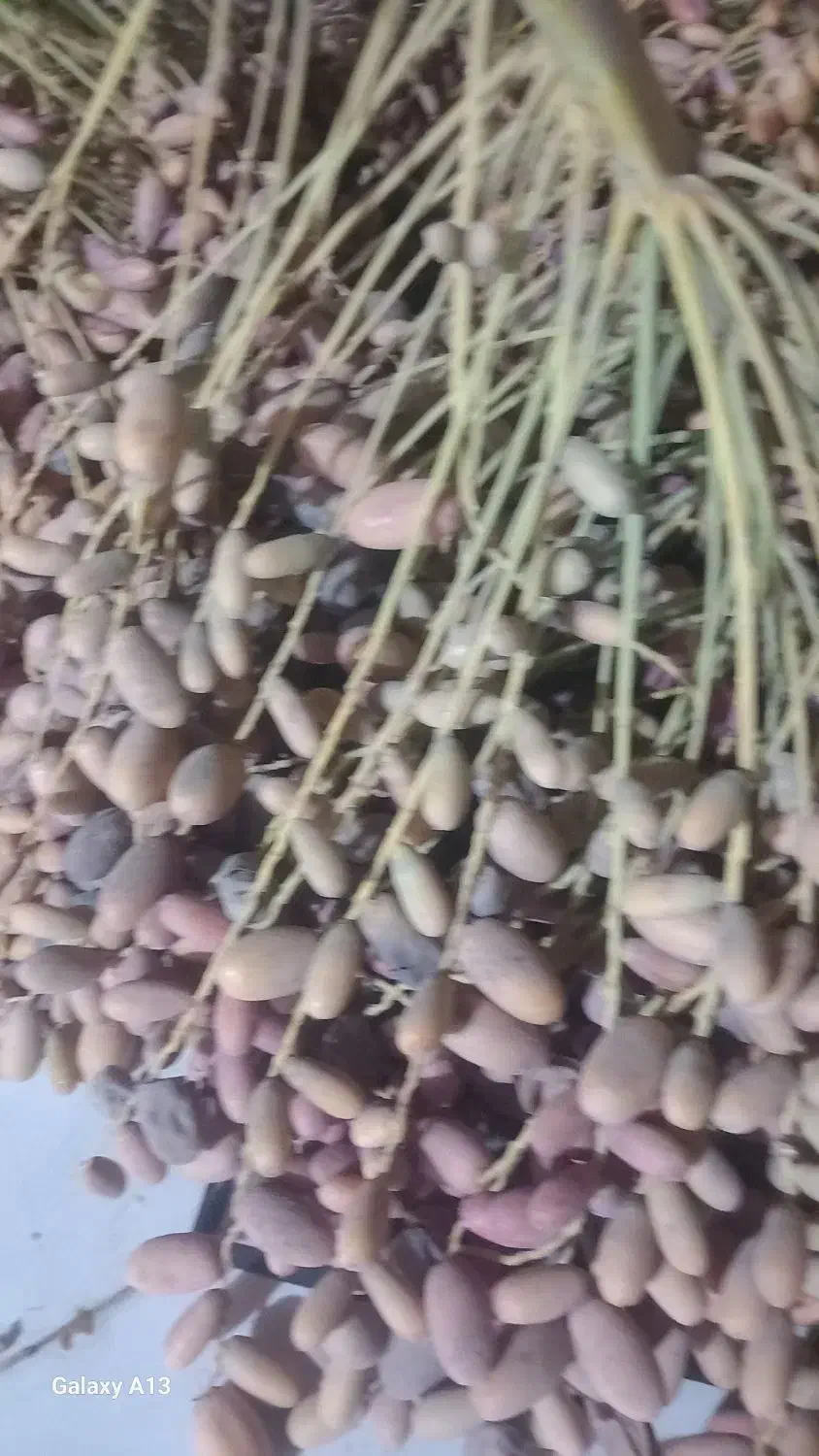 خرما و چیس|لوازم جانبی حیوانات|اهواز, کوی علوی|دیوار