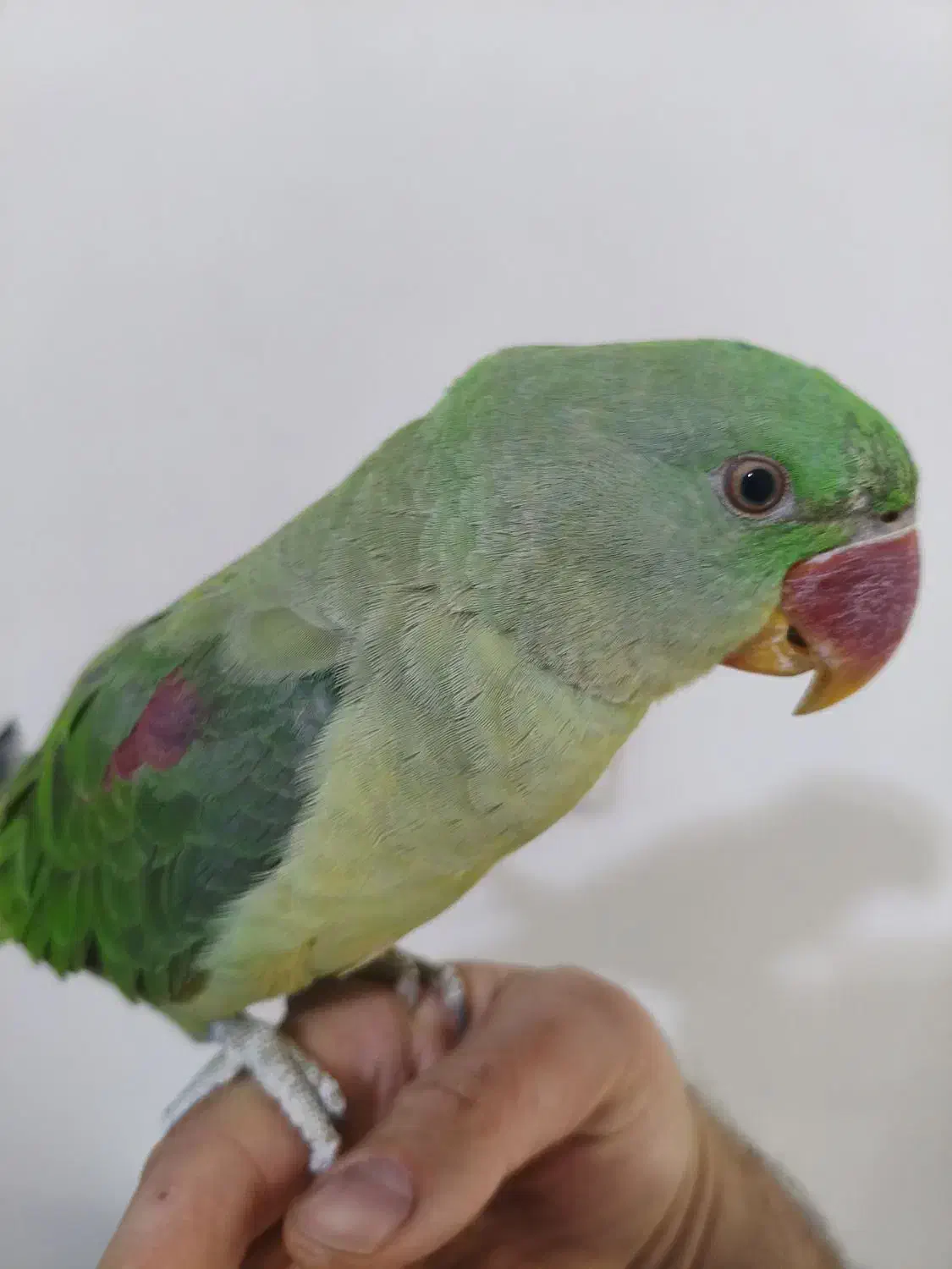 جوجه شاه طوطی ۵ماهه|پرنده|تهران, افسریه جنوبی|دیوار