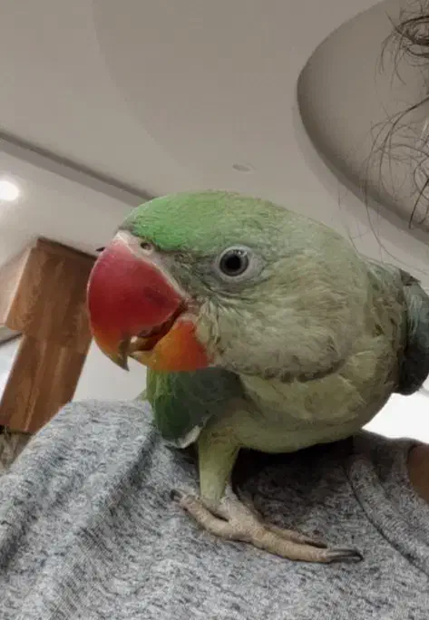 دنیز شاه طوطی سخنگو|پرنده|آمل, |دیوار