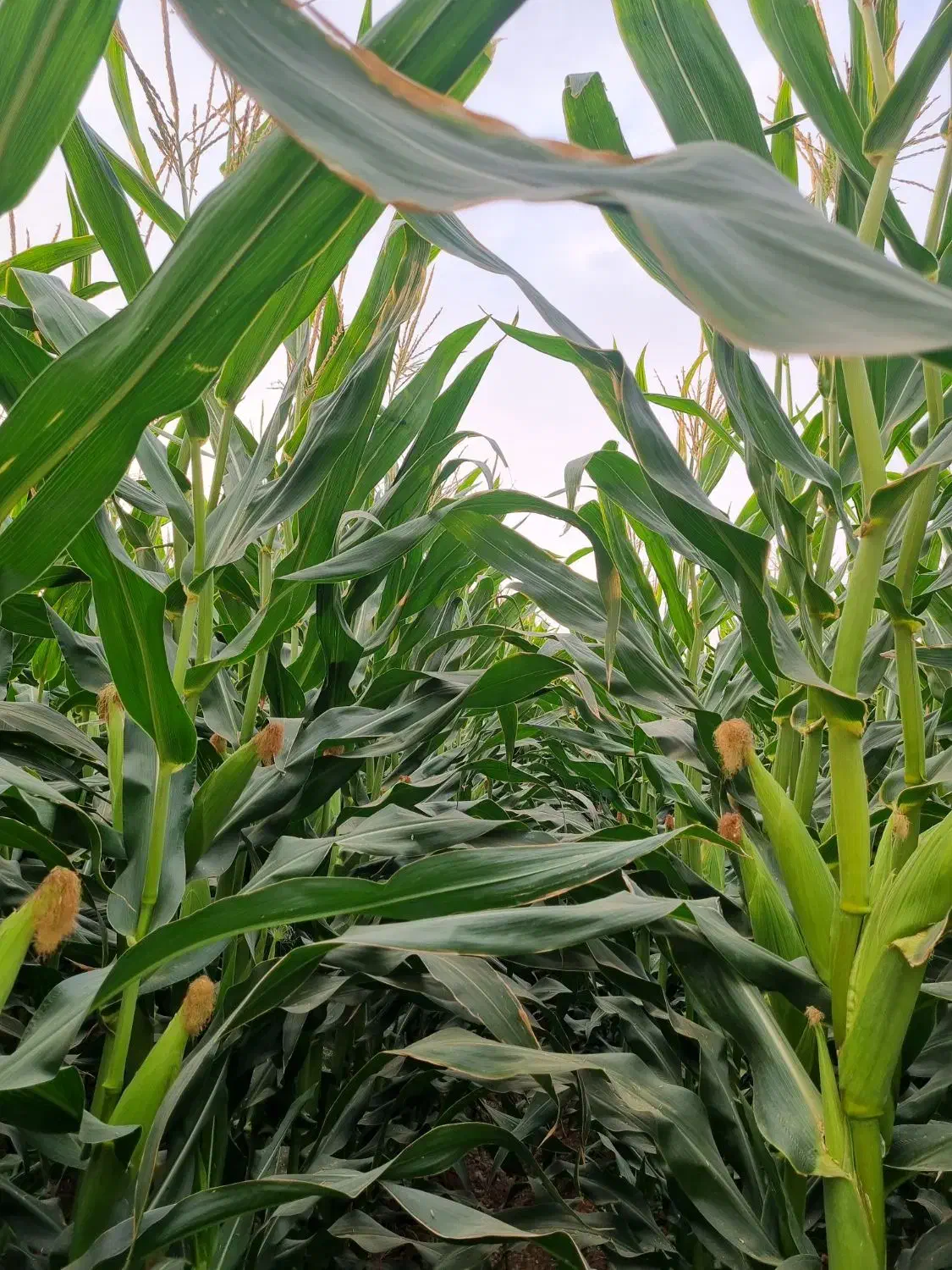 علوفه|لوازم جانبی حیوانات|شیراز, گچی|دیوار