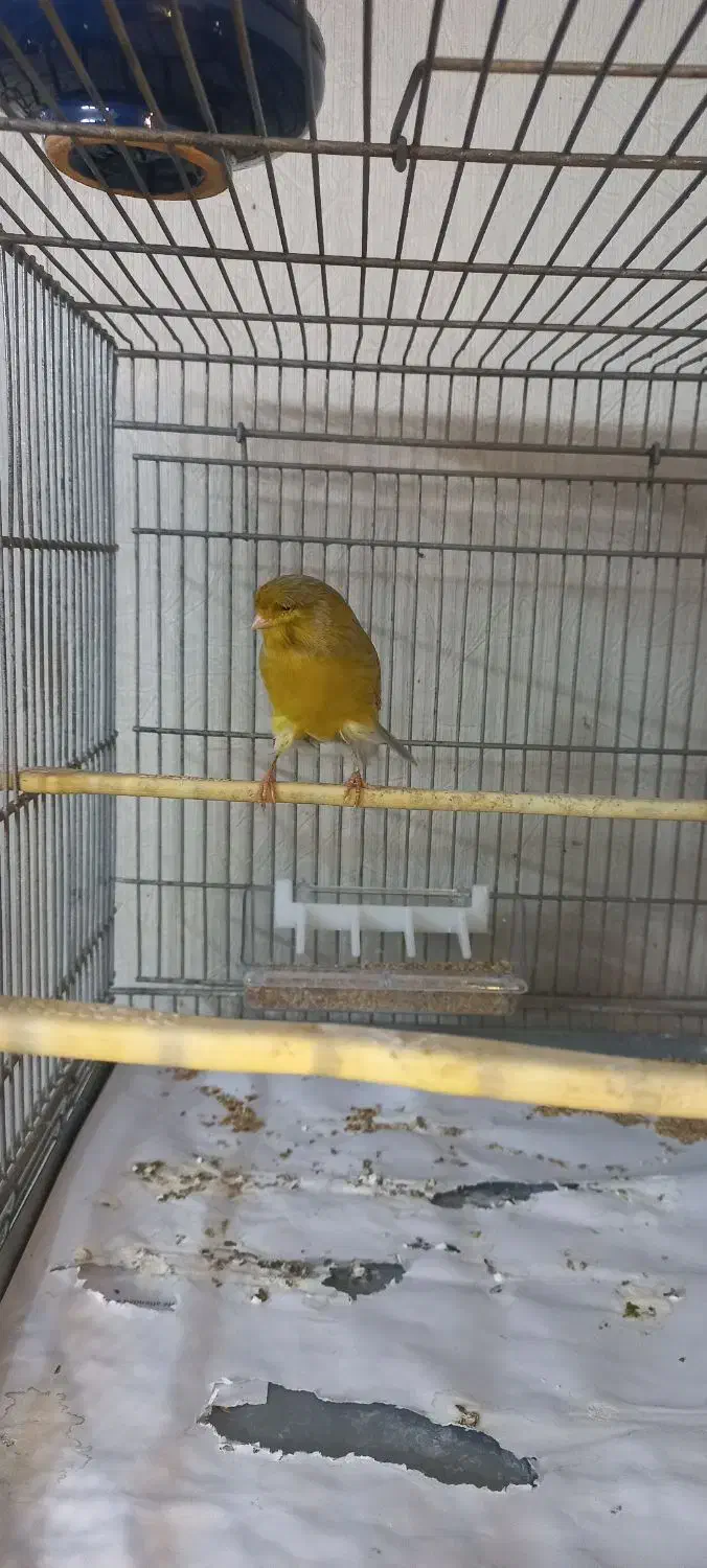 قناری نر|پرنده|قلعه نو, |دیوار