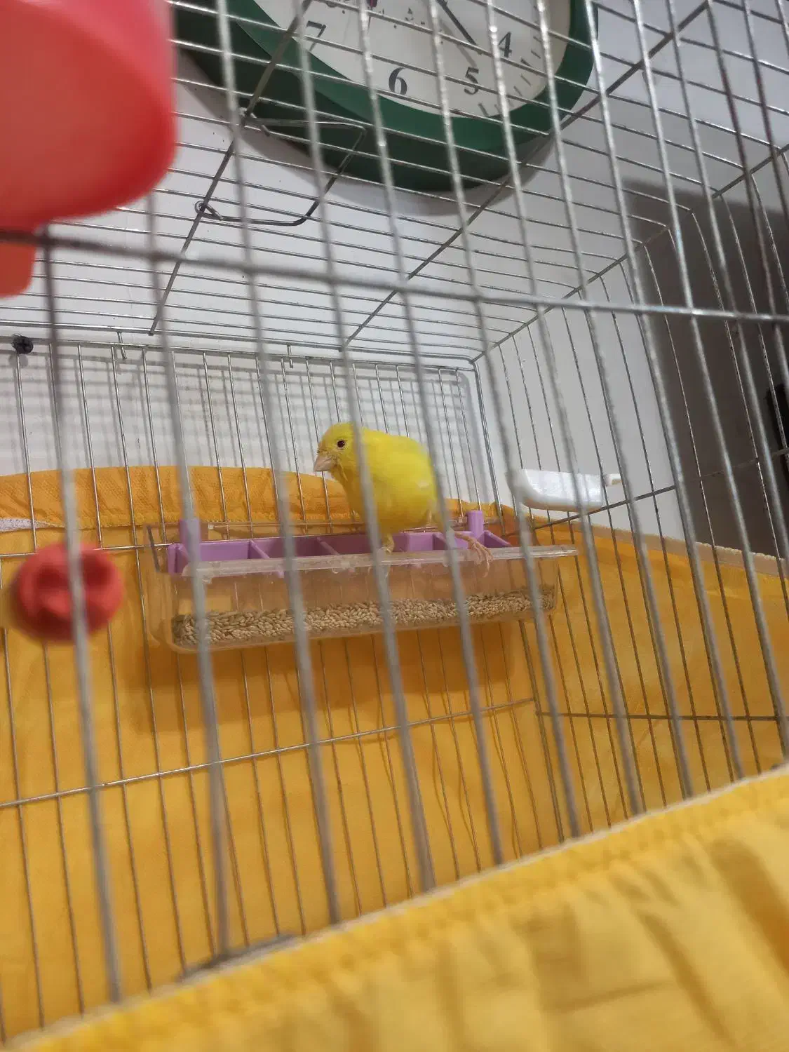 قناری سوپر ماده درشت|پرنده|خرمدره, |دیوار