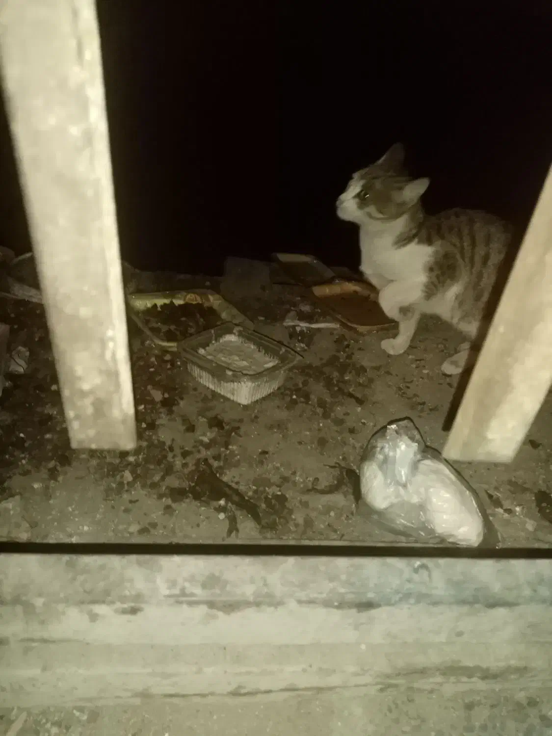 گربه خونگی پیدا شده|حیوانات|ارومیه, |دیوار