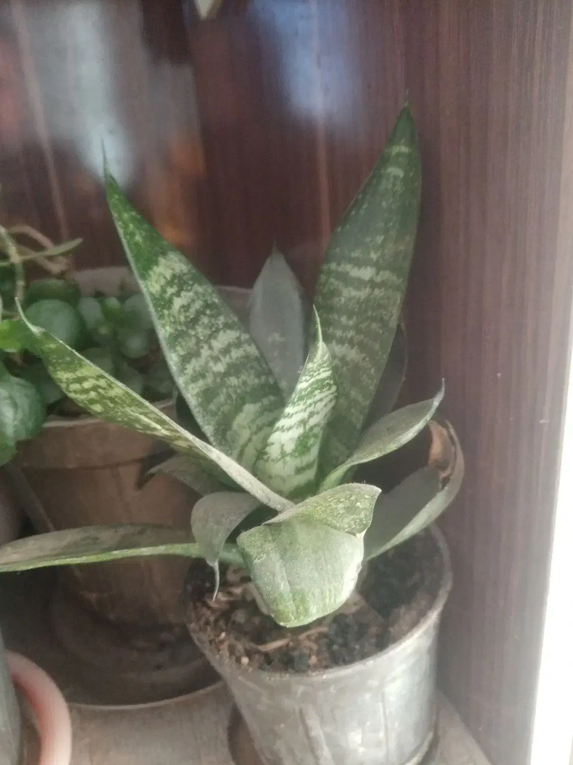 سلام این گلهابه فروش می‌رسد|گل و گیاه طبیعی|زبرخان, |دیوار