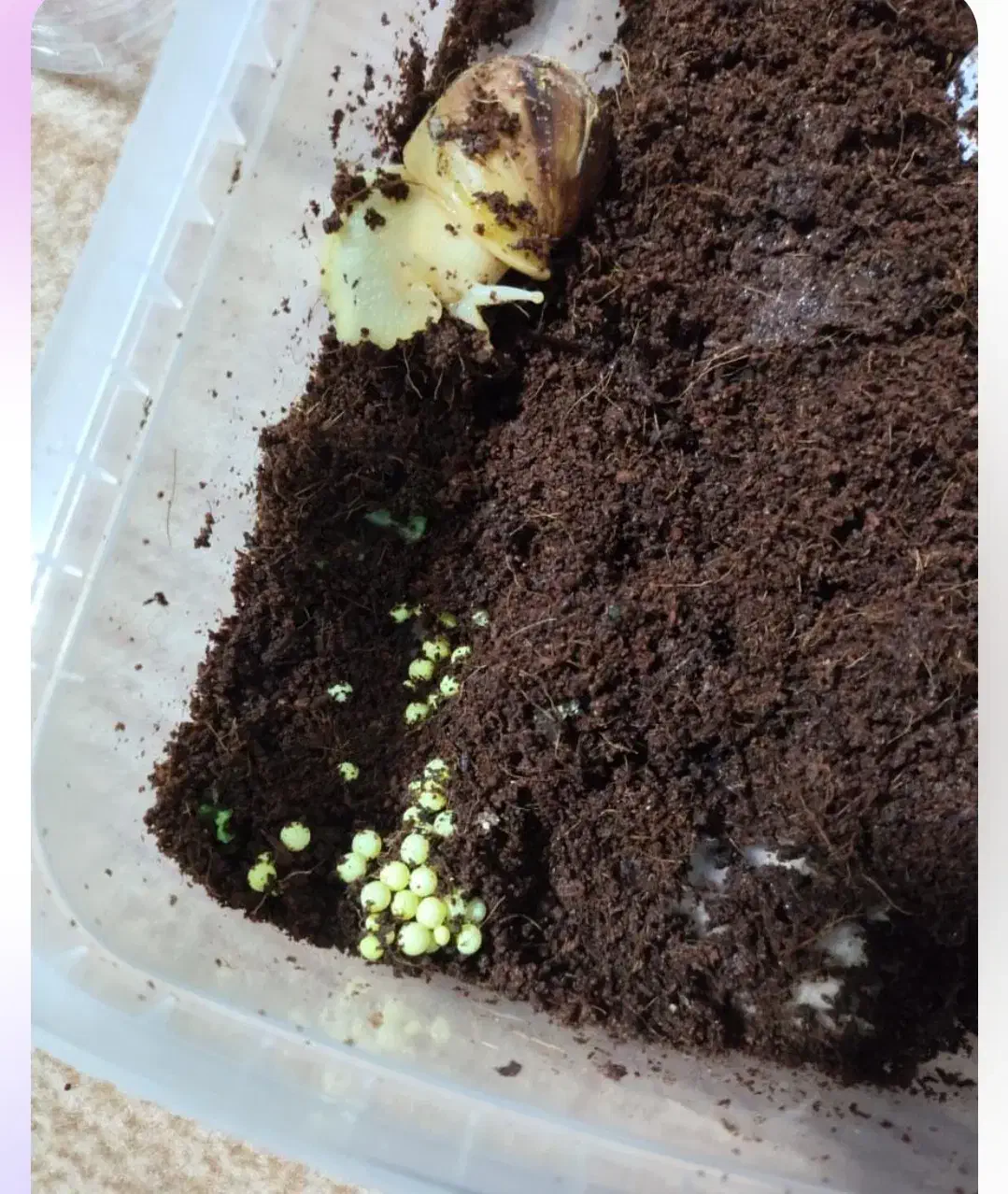 فروش حلزون|خزنده|لاهیجان, لیل|دیوار