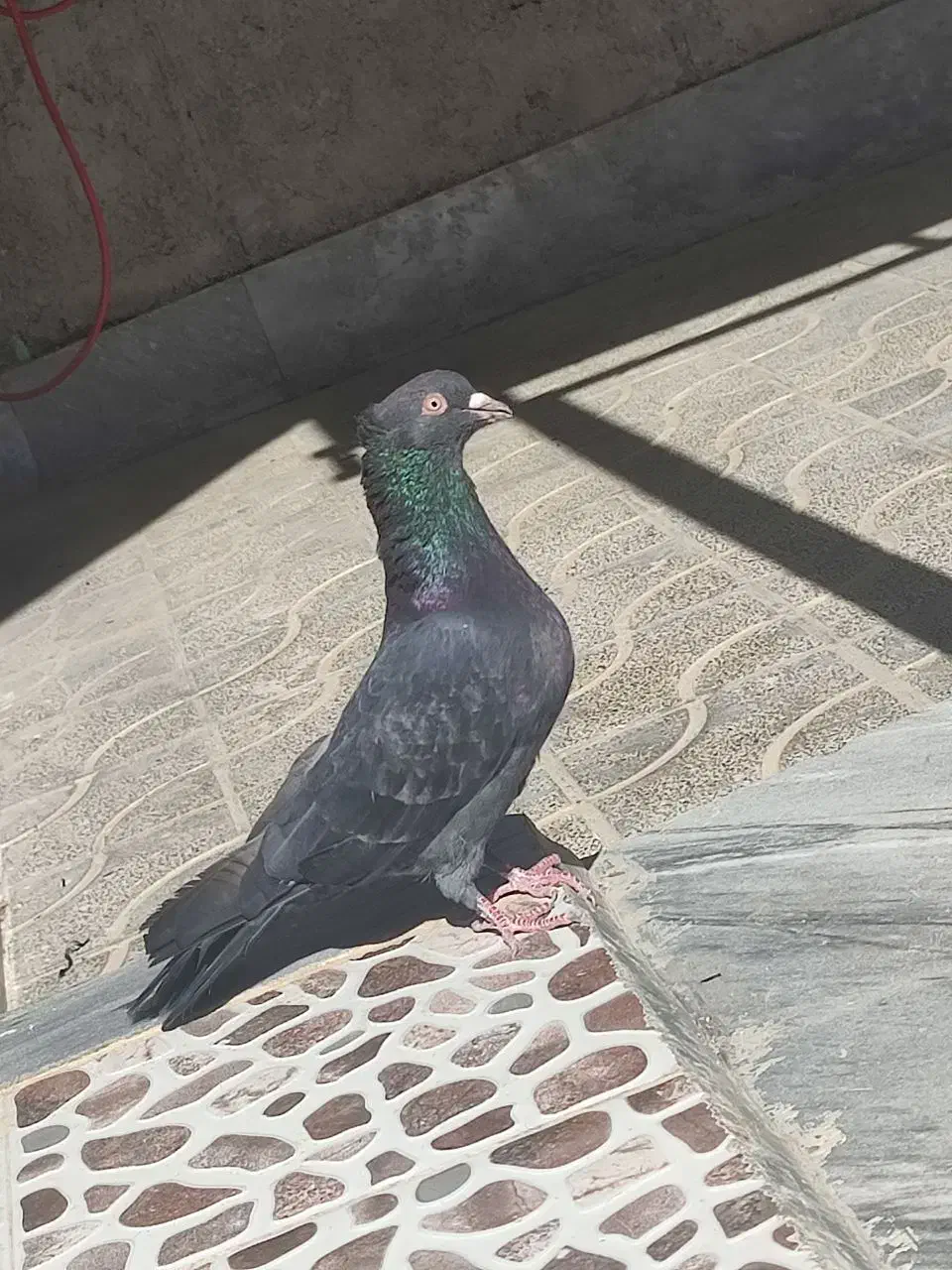 کبوتر|پرنده|مرودشت, رامجرد یک|دیوار