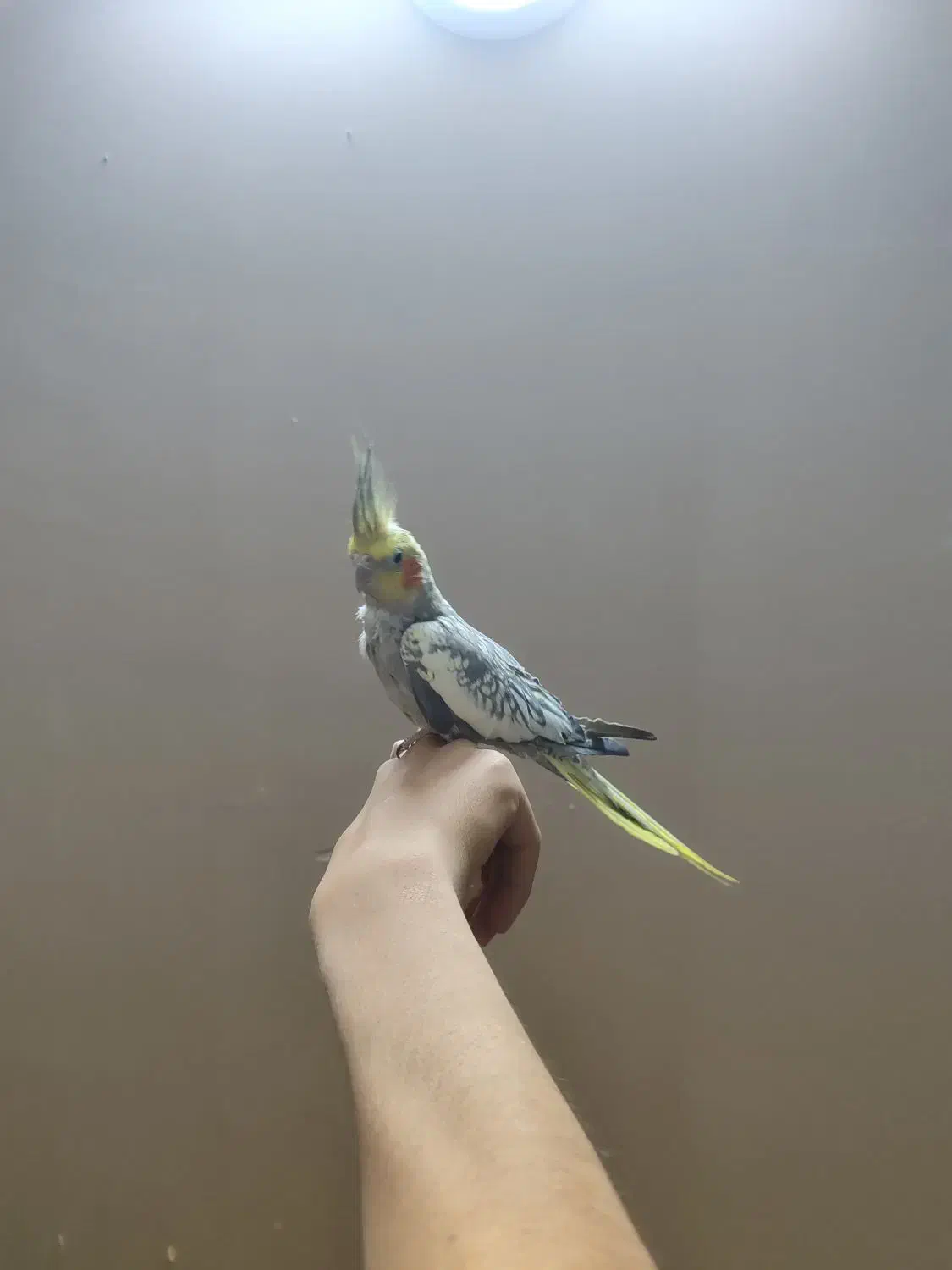 عروس هلندی|پرنده|مشهد, هفت تیر (آب و برق)|دیوار