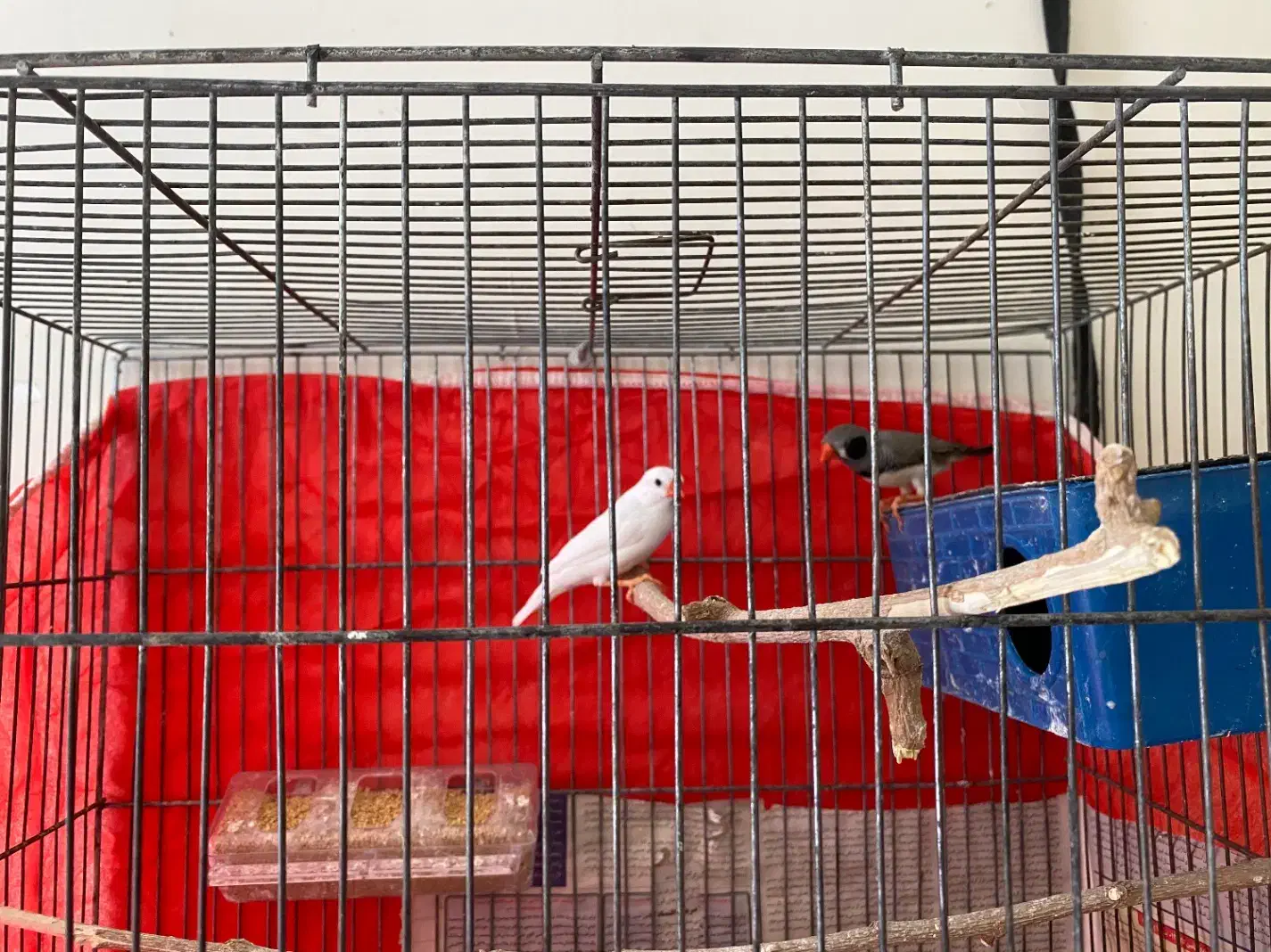 جفت فنچ بالغ|پرنده|کرمان, |دیوار