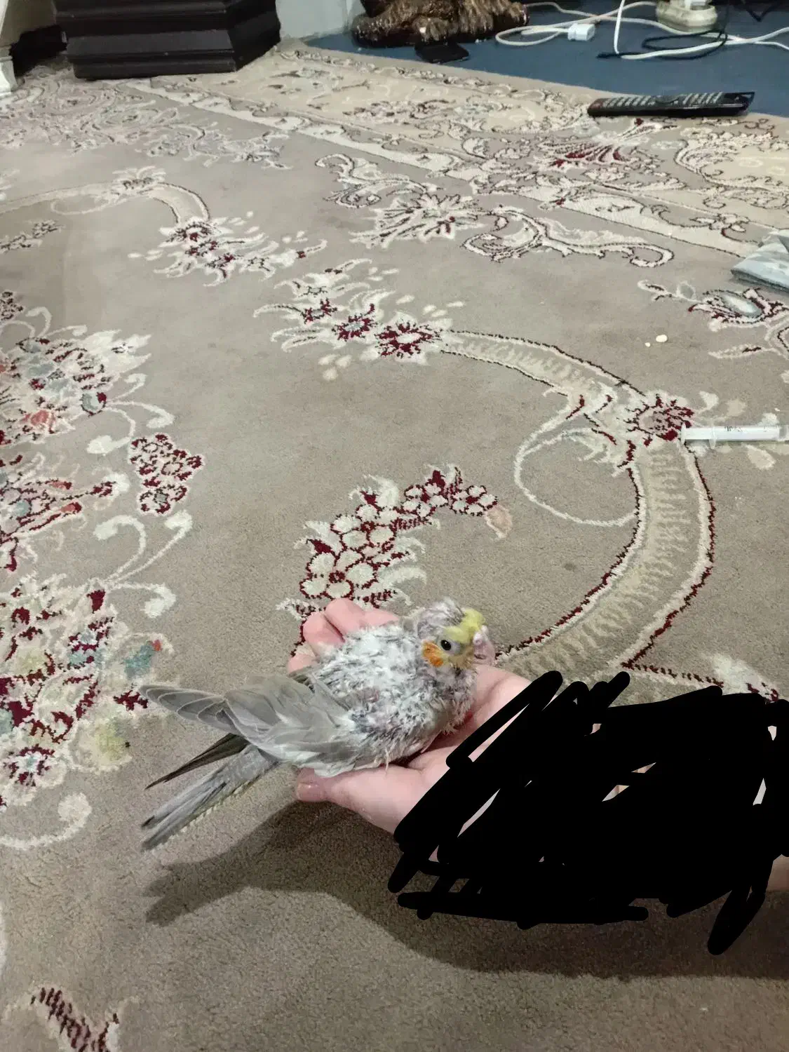 جوجه سرلاکی عروس هلندی آهویی|پرنده|مشهد, کاظم آباد پنجشنبه|دیوار