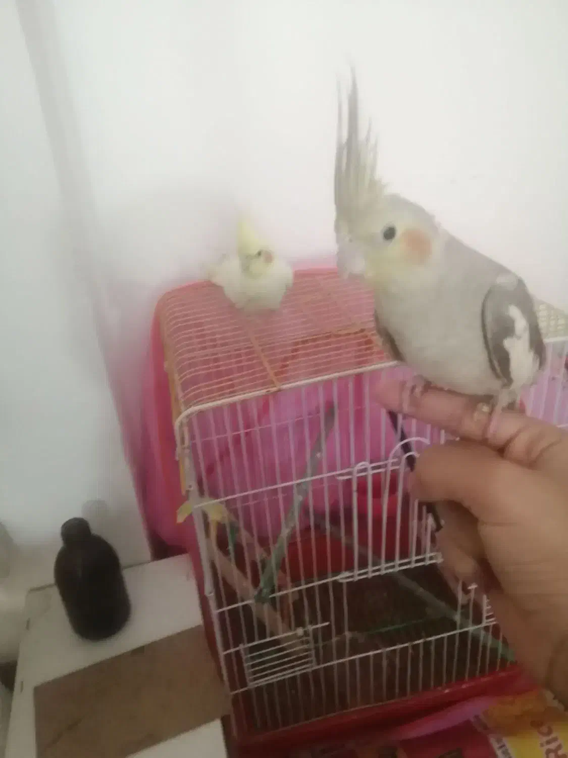 عروس هلندی فروشی|پرنده|کرمان, |دیوار