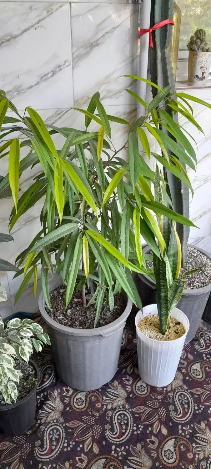 برگ انجیری منسترا امستل طلایی|گل و گیاه طبیعی|خمام, |دیوار