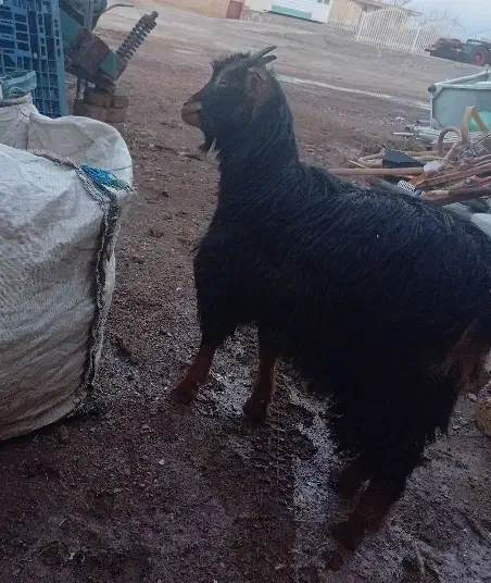 بزغاله|حیوانات مزرعه|زاویه, |دیوار