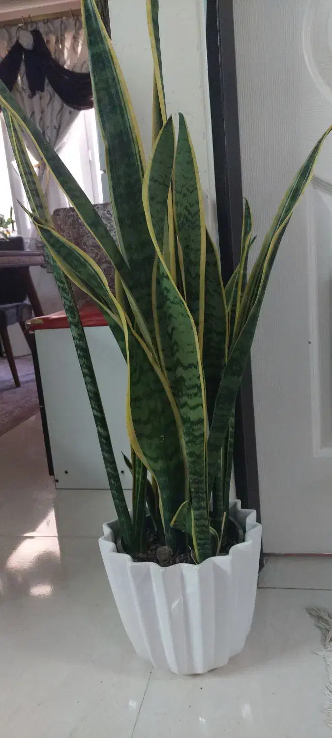 گل سانسوریا ابلغ با گلدان سرامیکی|گل و گیاه طبیعی|تهران, افسریه جنوبی|دیوار