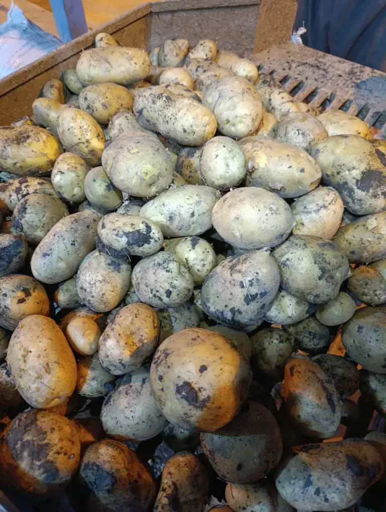 خرید وفروش سیب زمینی|خوردنی و آشامیدنی|بهار, |دیوار