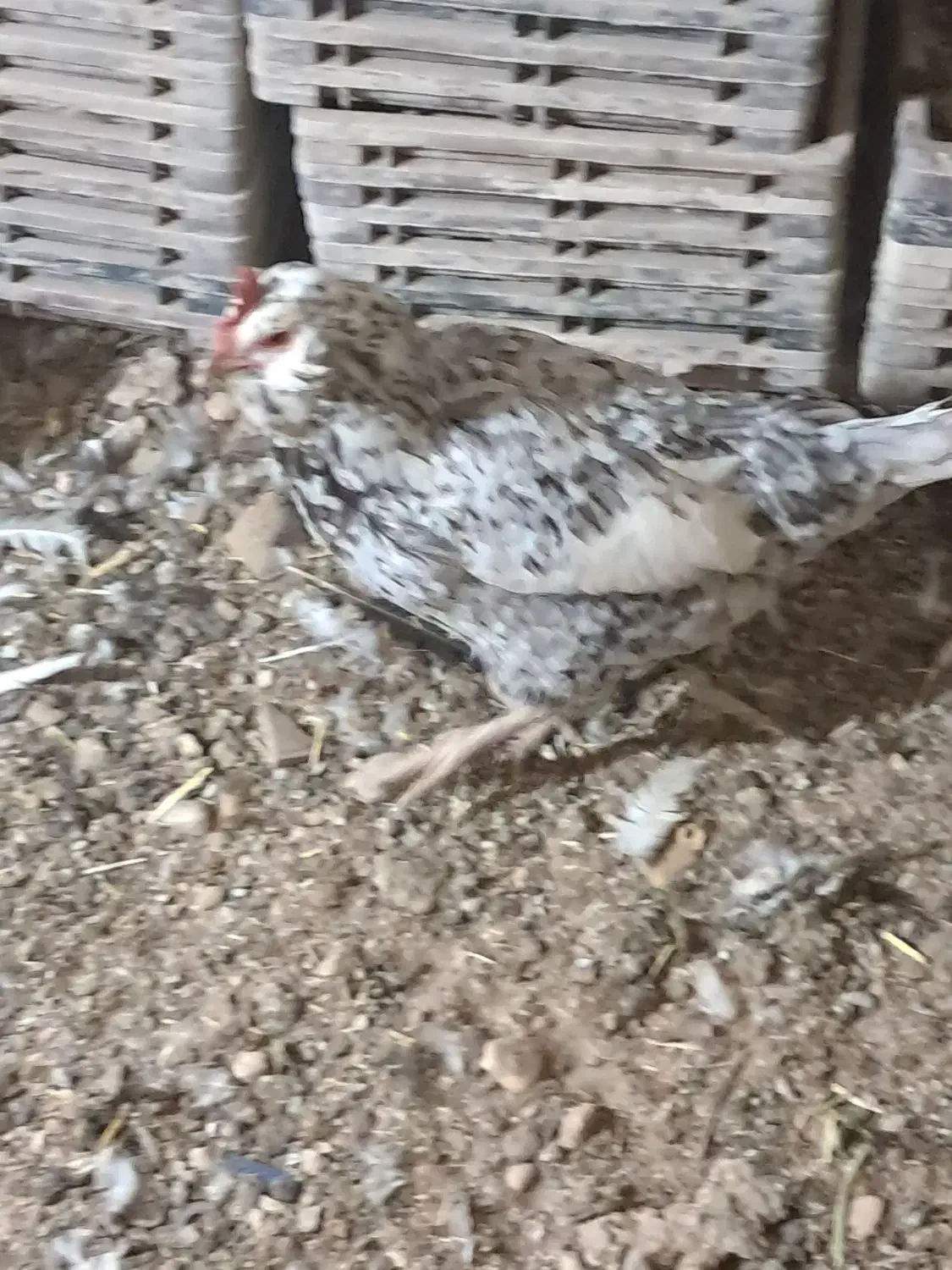 مرغ و خروس گلین|حیوانات مزرعه|شیراز, قلات|دیوار