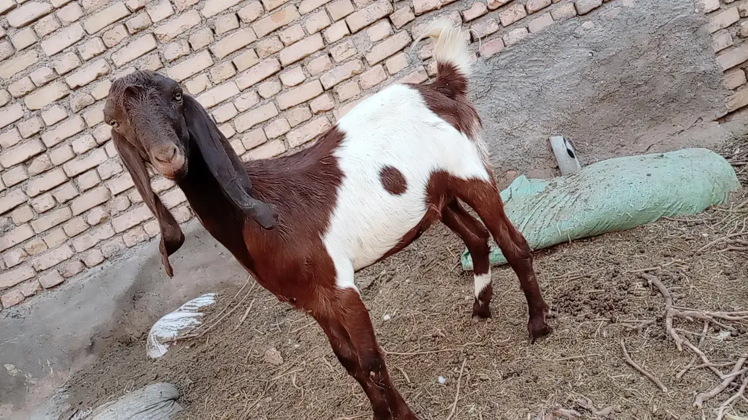 یک راس بزغاله ماده دورگ پاکستانی|حیوانات مزرعه|فرح دشت, |دیوار