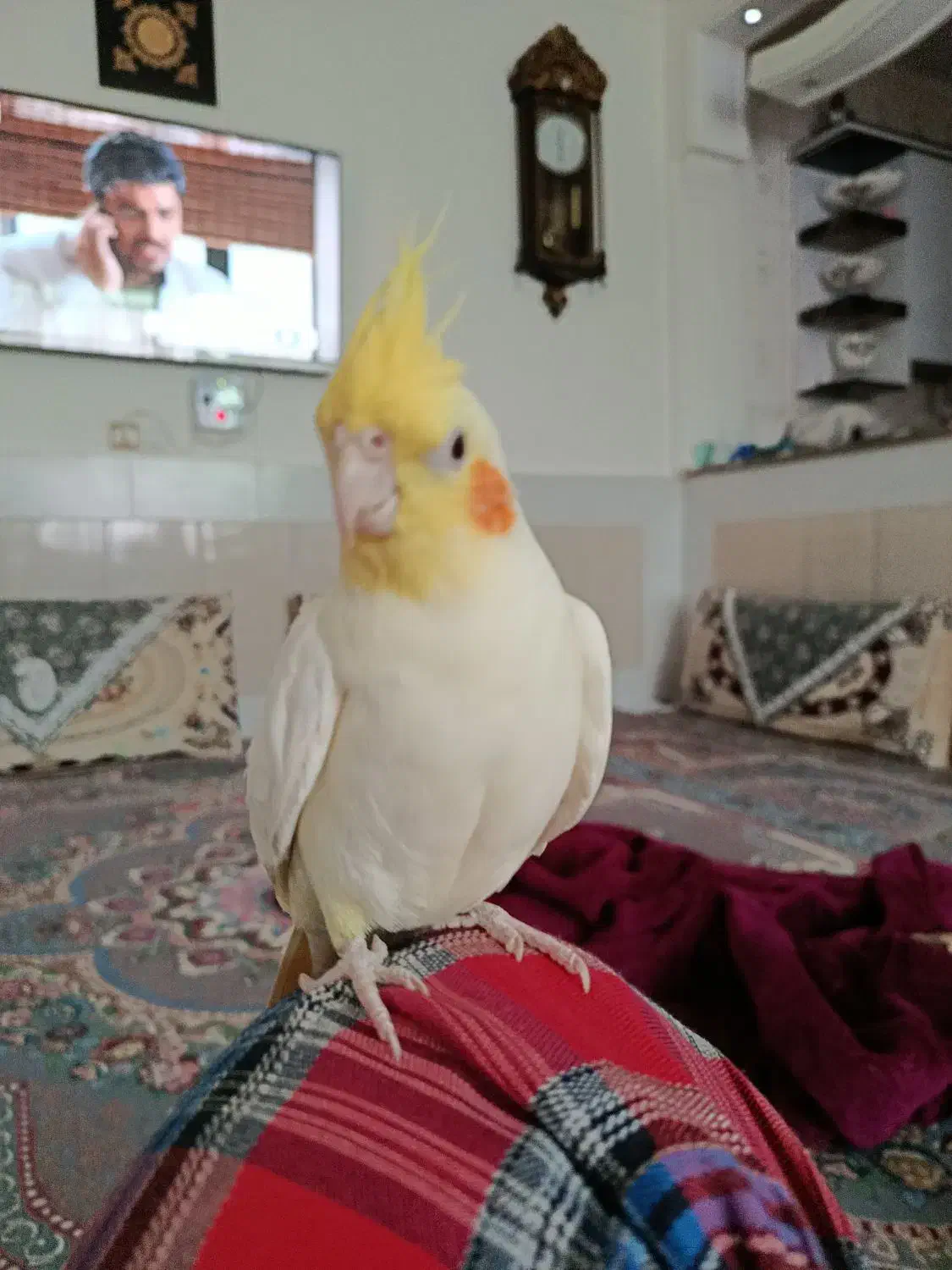 عروس هلندی|پرنده|درح, |دیوار