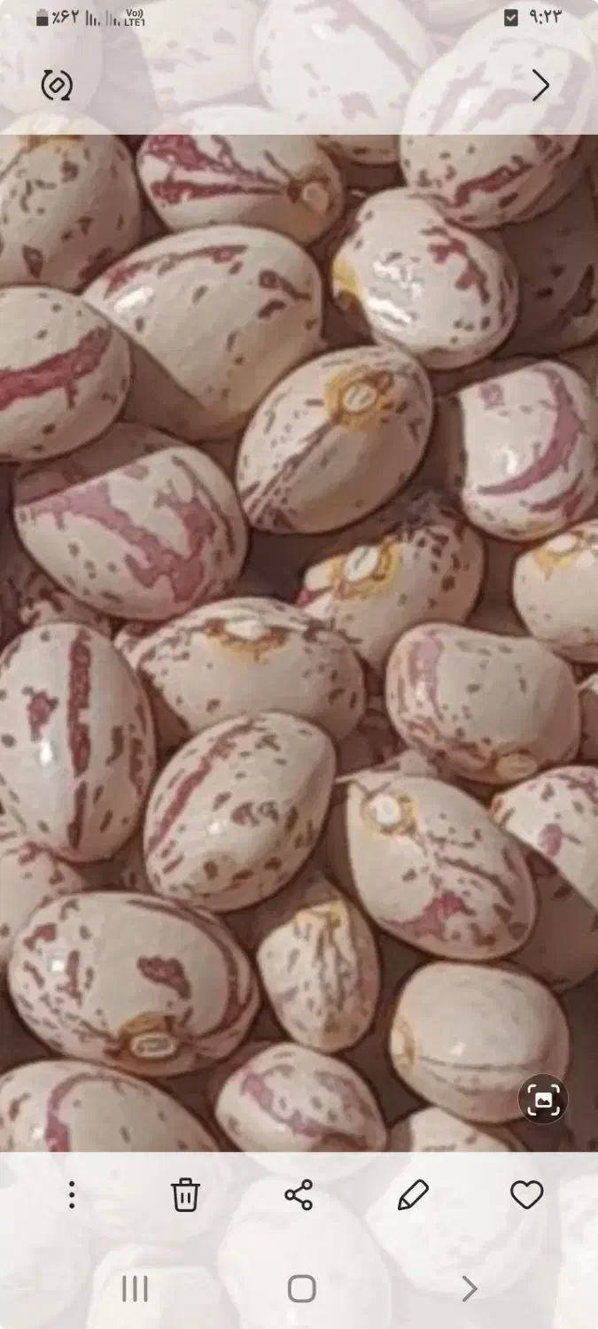 لوبیا چیتی|خوردنی و آشامیدنی|خرم بید, |دیوار