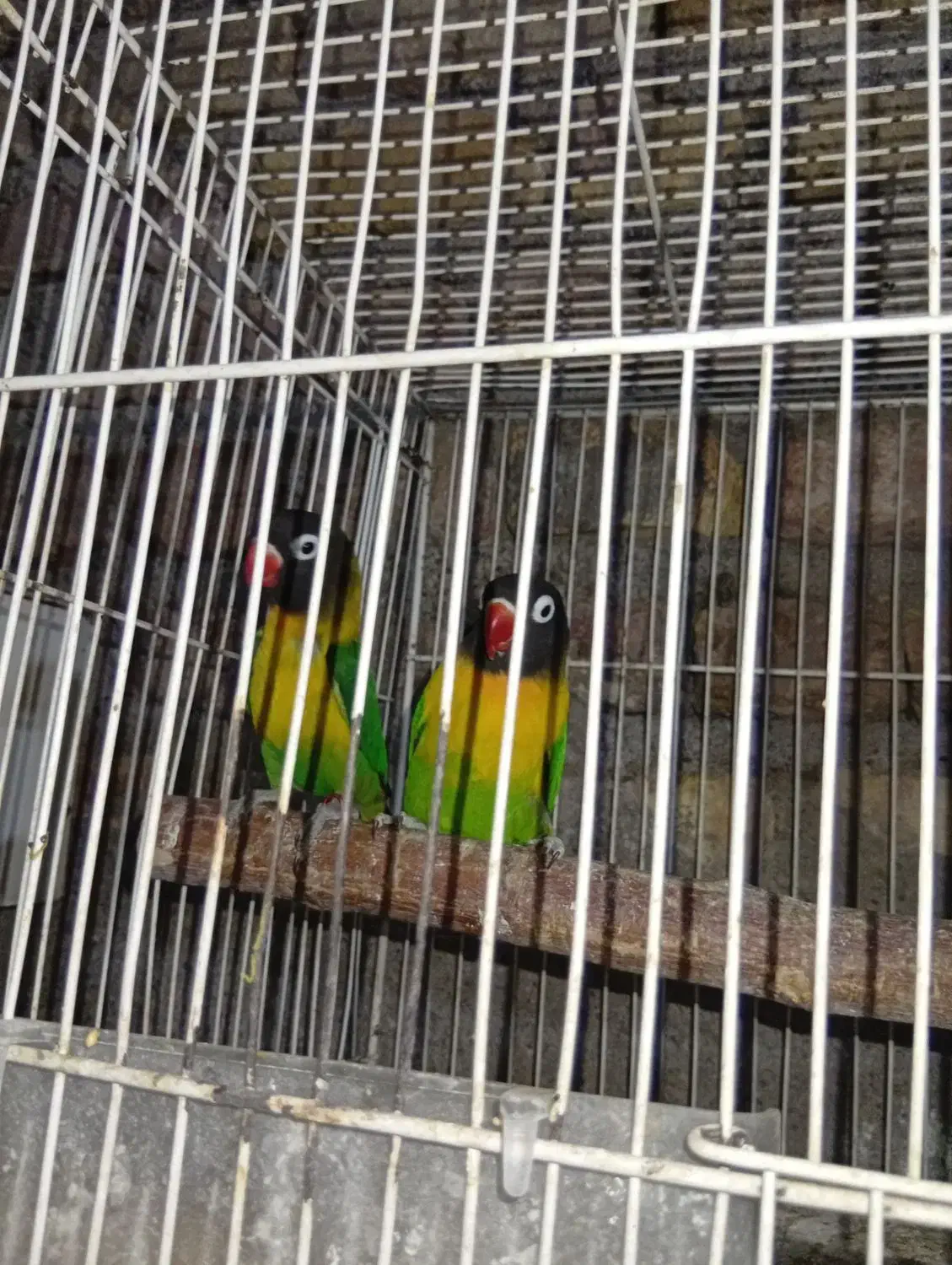 معاوضه فقط با گرینچیک یا فروش نقدی|پرنده|رفسنجان, |دیوار