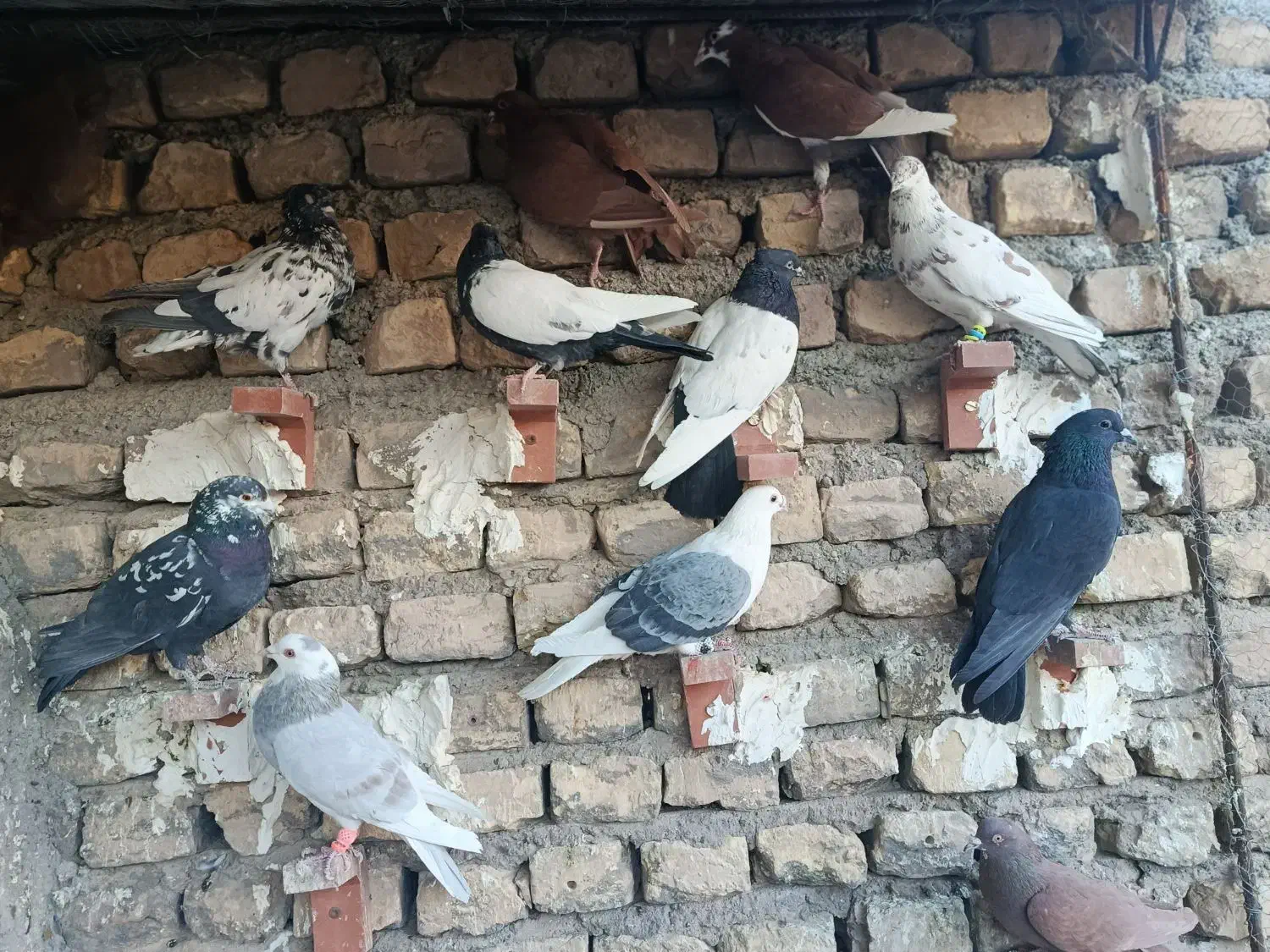 کفتر پریده|پرنده|ماهان, |دیوار