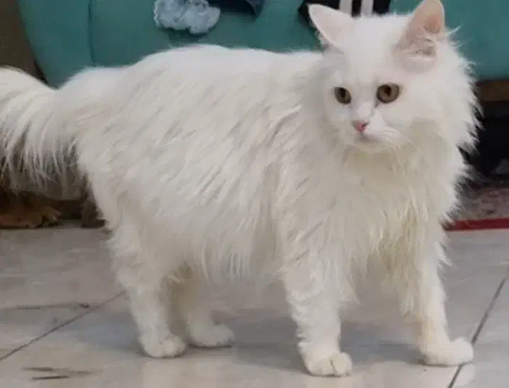 گربه پرشین بیریتیش باردار|گربه|اصفهان, حسین‌آباد|دیوار