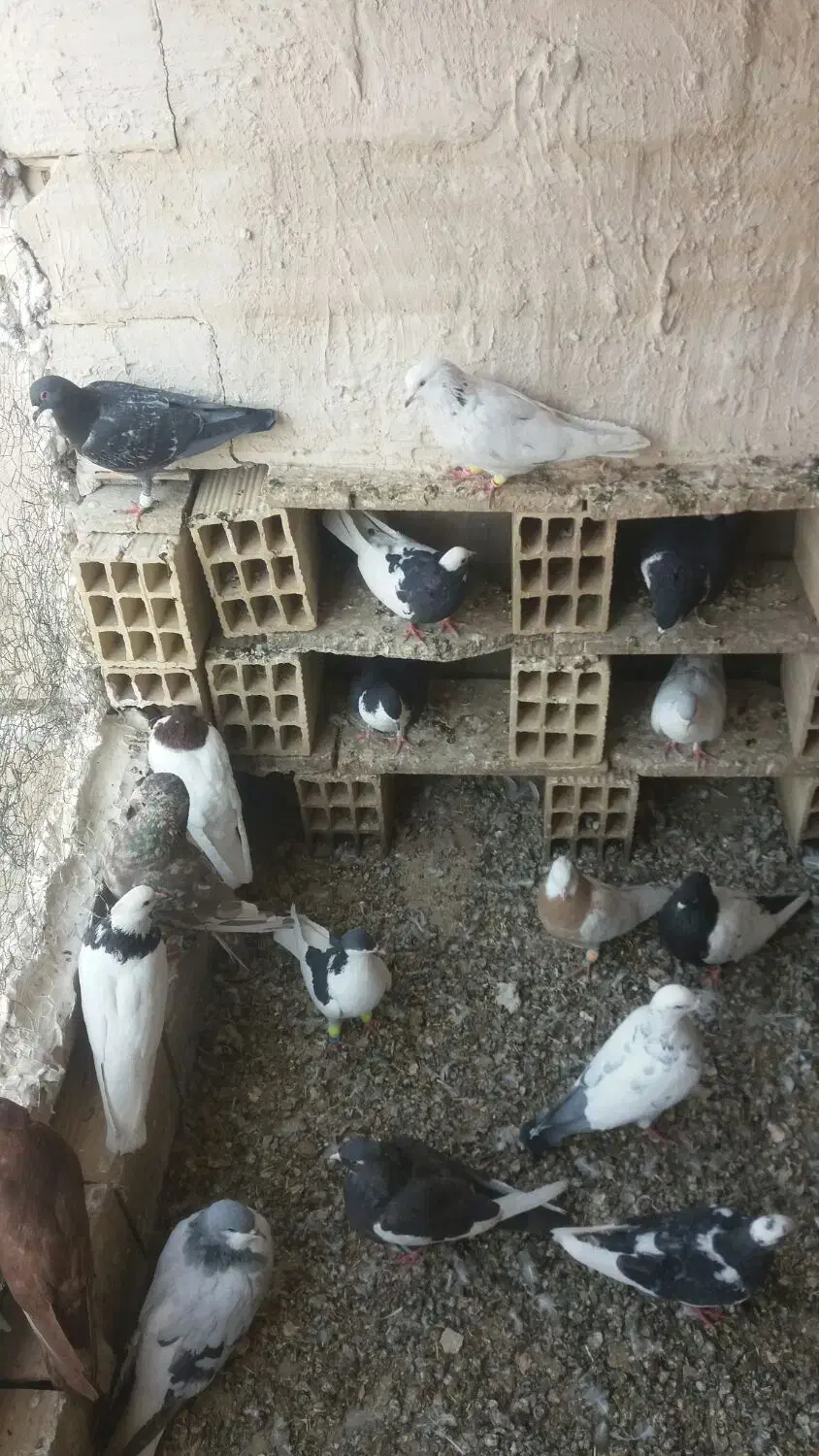 فروش فوری فوری|پرنده|تاکستان, |دیوار