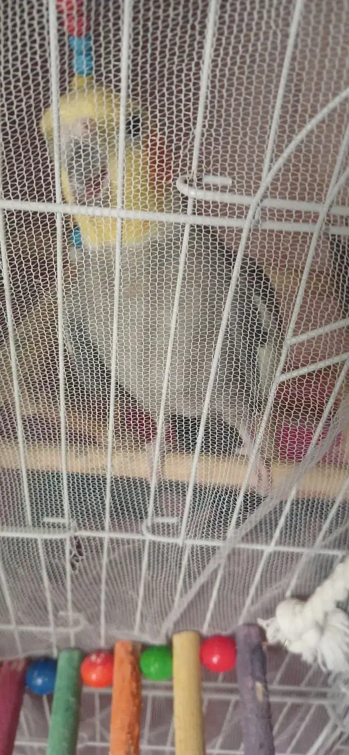 عروس هلندی نر و ماده|پرنده|رشت, گلباغ نماز|دیوار