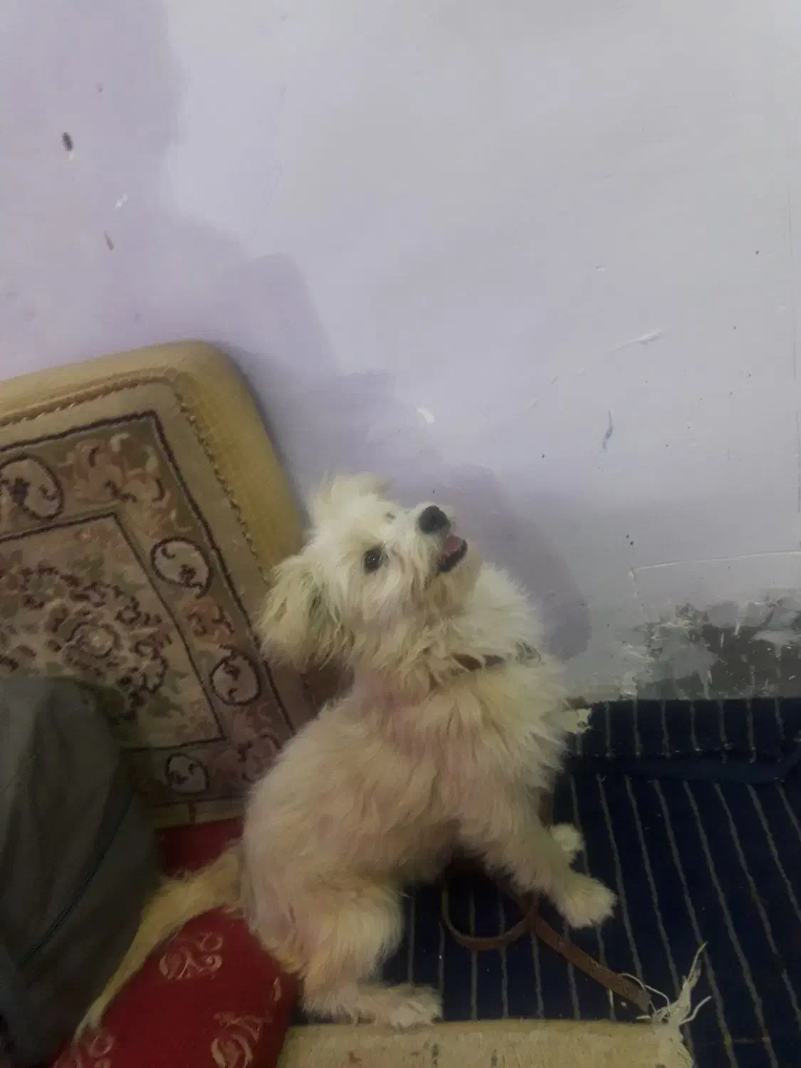 سگ شیتزو|سگ|کرمان, |دیوار