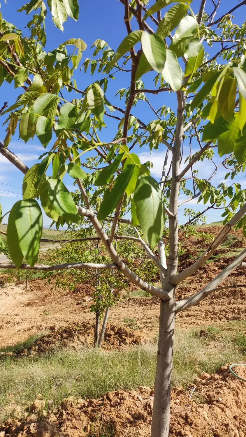 زمین باغی سپیدان|فروش دفتر صنعتی، کشاورزی، تجاری|سپیدان, |دیوار