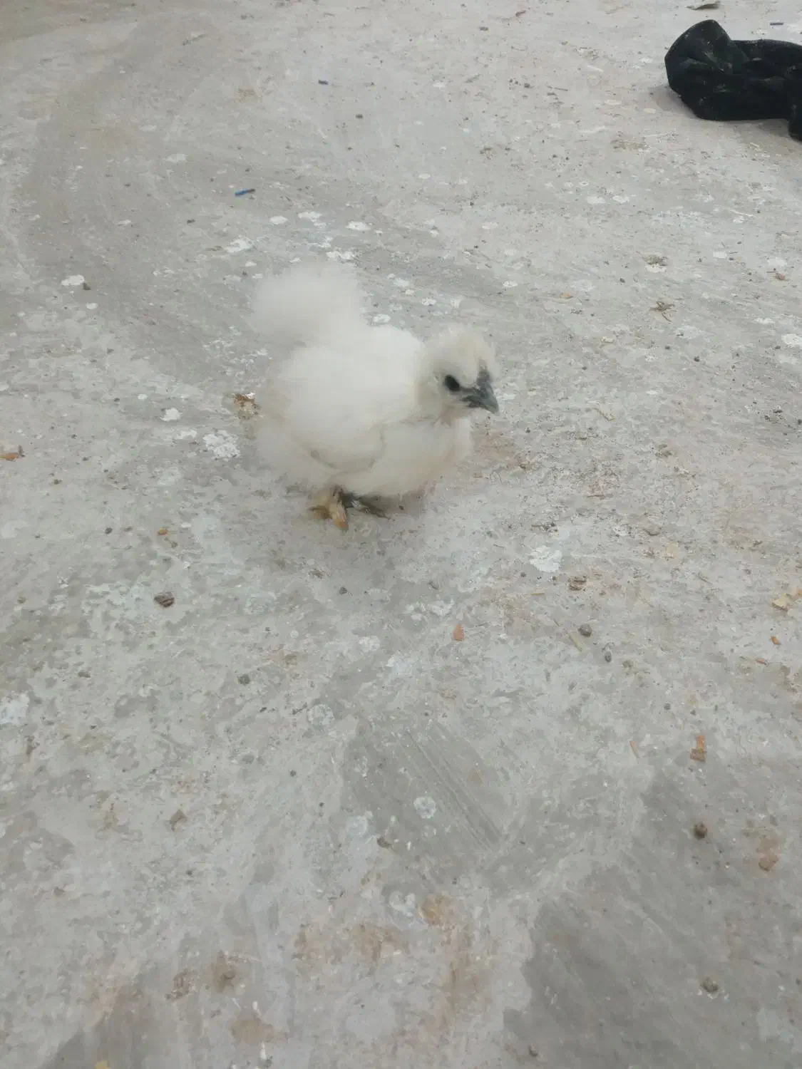 مرغ ابریشمی|حیوانات مزرعه|سنگدوین, |دیوار