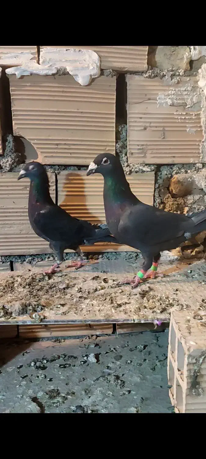 مسافتی|پرنده|شریفآباد, |دیوار