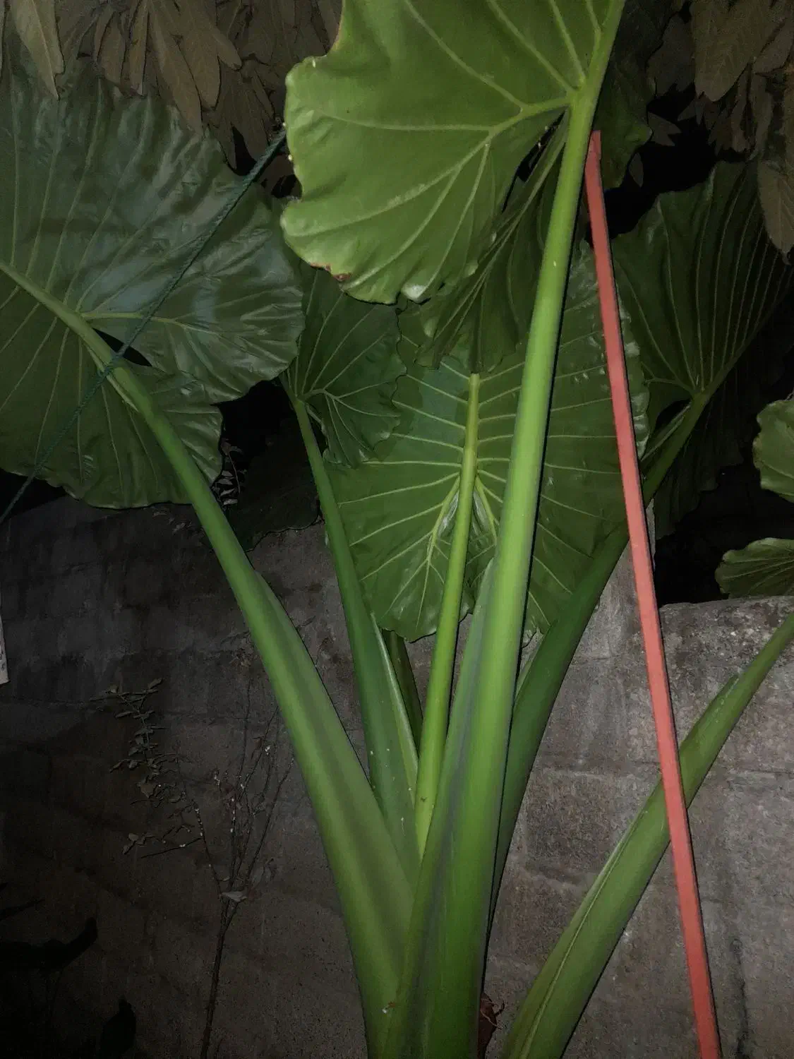 گل تزئینی(بابا آدم)|عمدهفروشی|ماسال, |دیوار