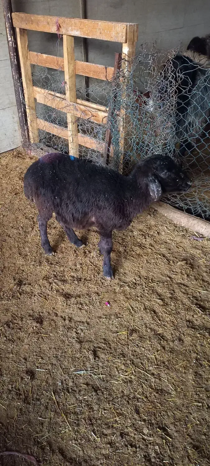 بره|حیوانات مزرعه|پاکدشت, پاکدشت (مامازند)|دیوار