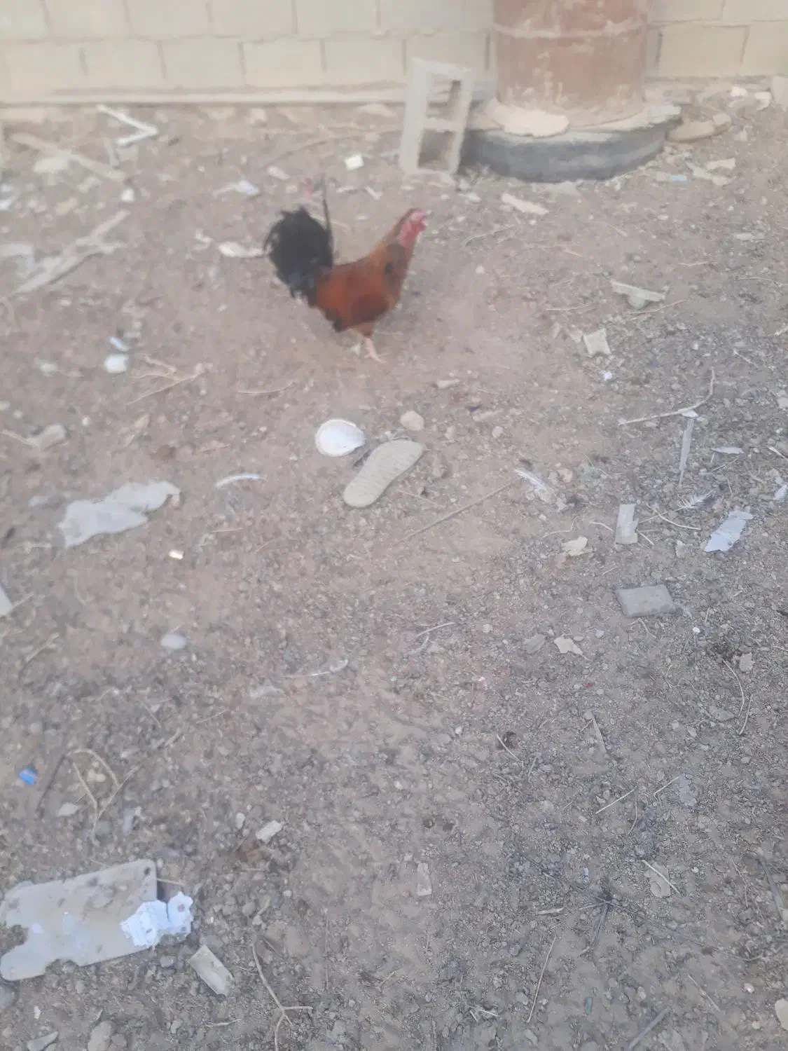 مرغ و خروس|حیوانات مزرعه|چمران, |دیوار