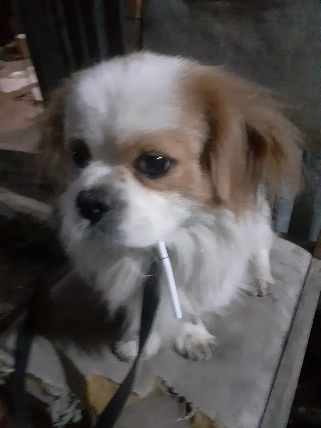 گم شدن سگ پا کوتاه.جایزه ۵ میلیون|حیوانات|نکا, |دیوار