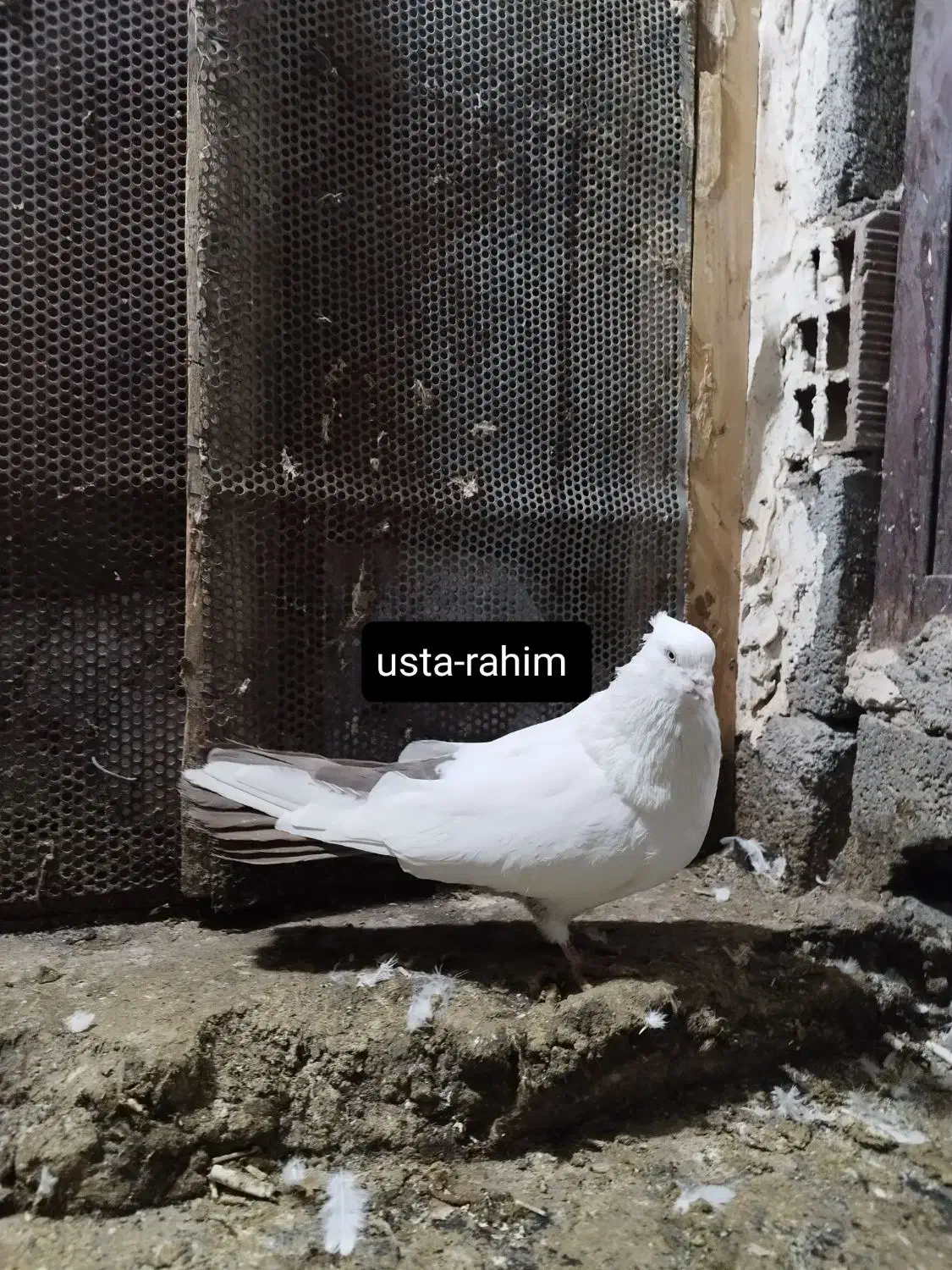 کفتر رنگی|پرنده|یامچی, |دیوار