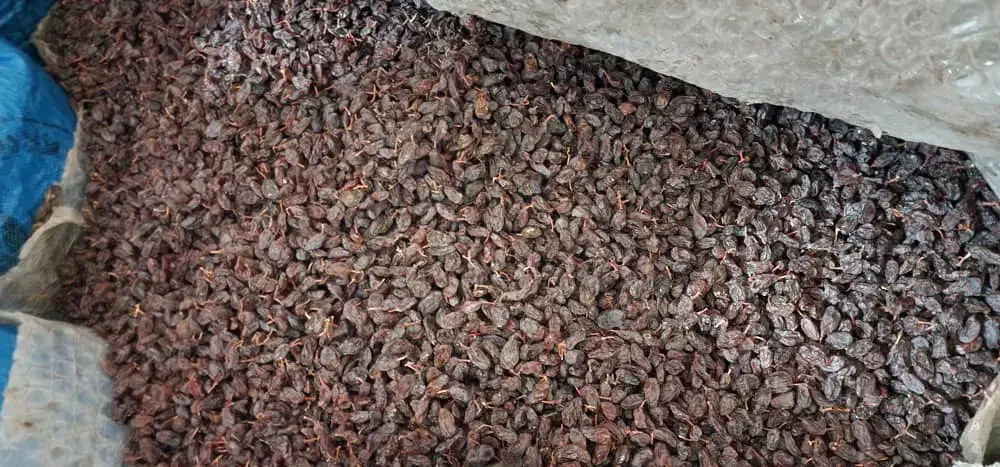 کشمش مویز رطبی|خوردنی و آشامیدنی|شیراز, گلستان|دیوار