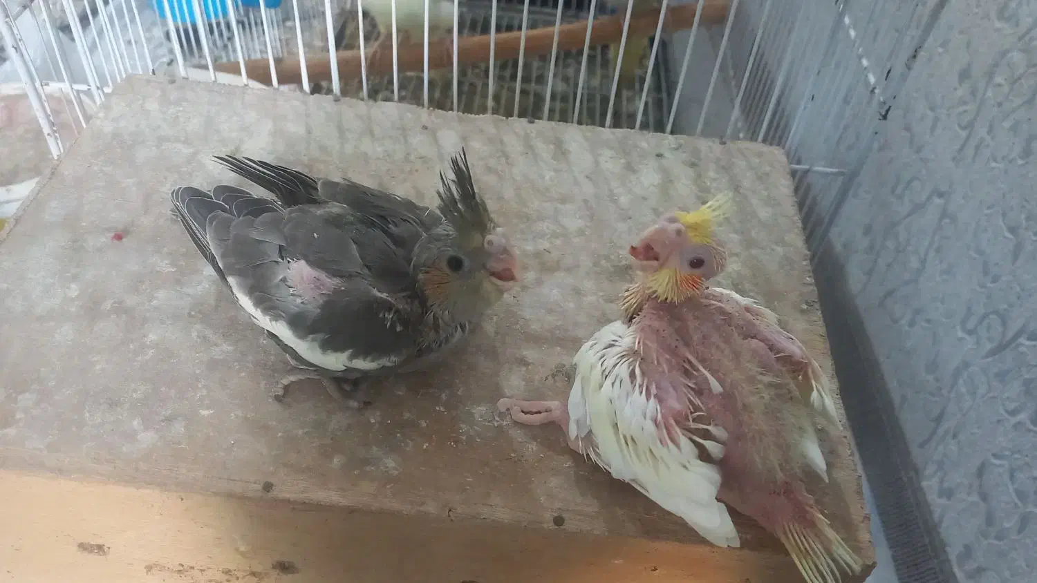 جوجه سرلاکی عروس هلندی|پرنده|قشم, |دیوار