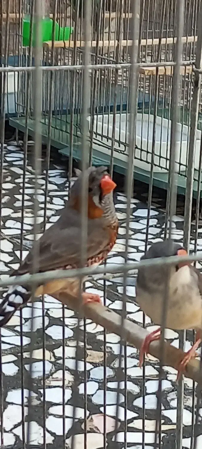 فنچ کاکولی|پرنده|خرم‌آباد, |دیوار